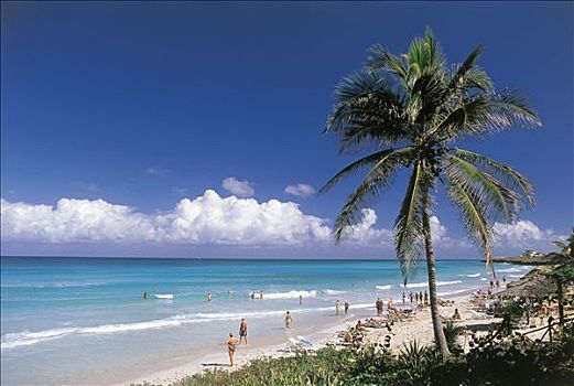 古巴,棕榈树,瓦拉德罗,海滩