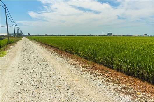 乡间小路,中间,稻田,马来西亚