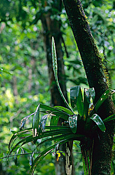凤梨科植物,附生植物,科罗拉多岛,巴拿马