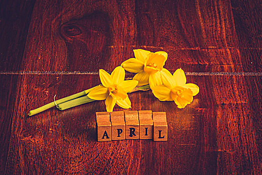 四月,黄色,水仙花,暗色,木头