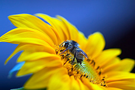 蜜蜂,向日葵