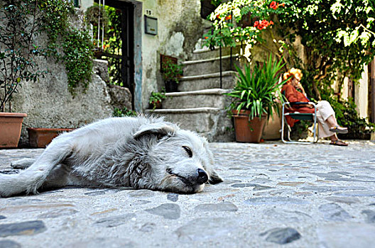 睡觉,狗,正面,房子,主要街道,中世纪,城镇,山谷,拉齐奥,意大利,欧洲