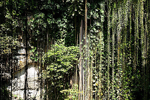攀缘植物,悬挂,边缘,坎昆,墨西哥
