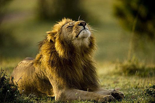 狮子,马赛马拉,肯尼亚