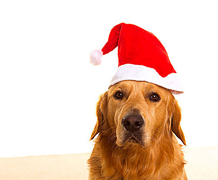 金毛猎犬,狗,衣服,圣诞老人,红色,帽子,头像