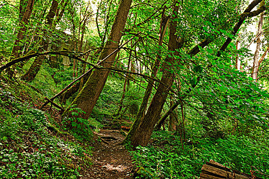 美国,俄勒冈,波特兰,橡树,仰视,野生动植物保护区,小路,数码合成