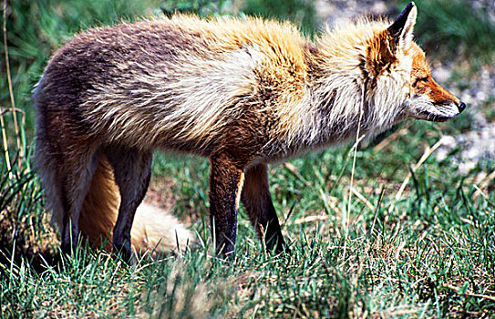 侧面,红狐,站立,树林,阿拉斯加,美国,狐属