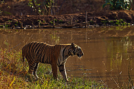 皇家,孟加拉虎,丛林,水塘,虎,自然保护区,印度
