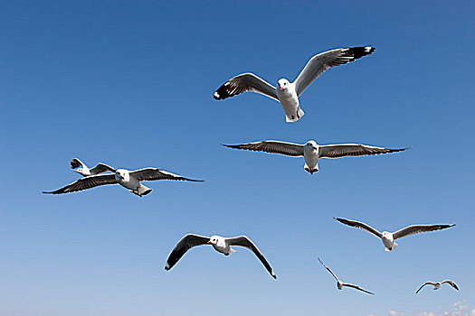 海鸥,飞行,茵莱湖,掸邦,缅甸,亚洲