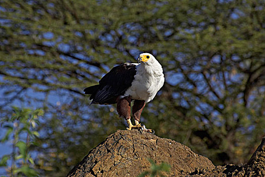 非洲鱼鹰,吼海雕,岩石上,湖,肯尼亚