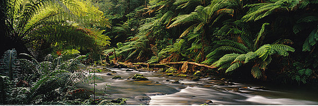 河流,蕨类,奥特韦国家公园,维多利亚,澳大利亚