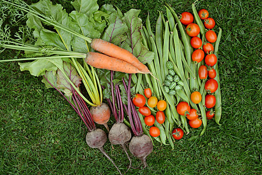 选择,新鲜,农产品,菜园