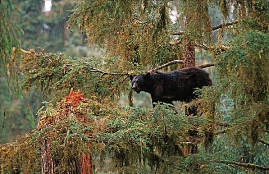 黑熊,幼兽,平衡性,肢体,树上,溪流,通加斯国家森林,东南阿拉斯加,夏天