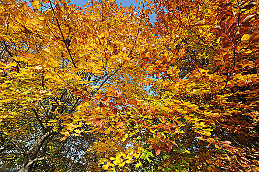 秋叶,枫树,挪威枫,山毛榉,树,图林根州,德国,欧洲