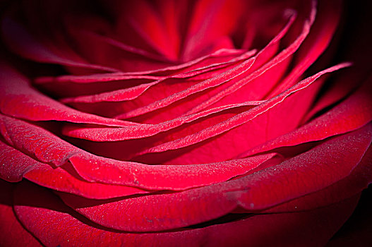 微距,照片,一个,红玫瑰
