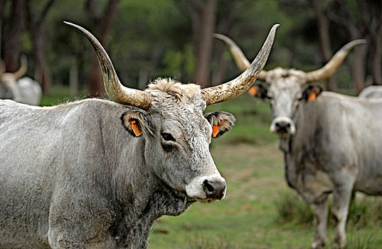 牛,母牛,自然公园,靠近,格罗塞托,省,托斯卡纳,意大利,欧洲
