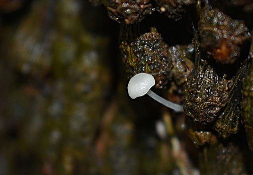 雨季