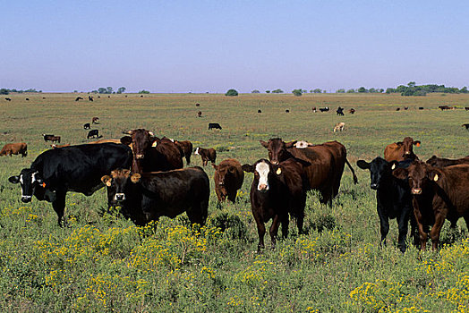 美国,堪萨斯,靠近,牛