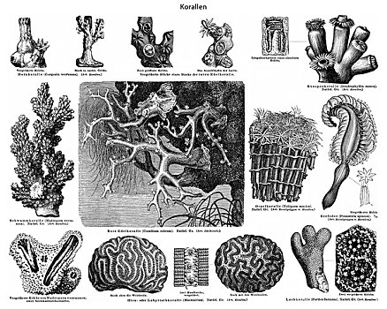 历史,珊瑚,19世纪