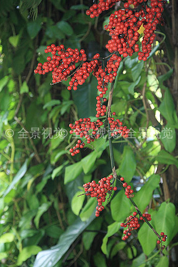 新加坡国家植物园红豆相思豆