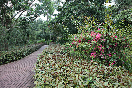 珠海,梅华城市花园,湿地公园,河道,水塘,植物,治理,树木,休闲,公园