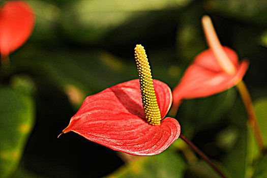 特写,红色,花