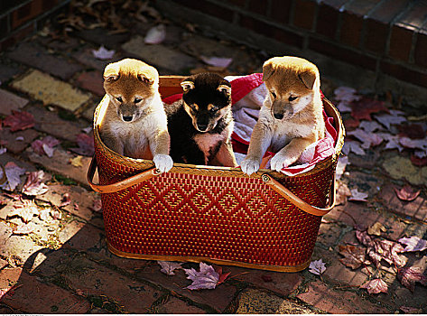 三个,柴犬,小狗,篮子,人行道