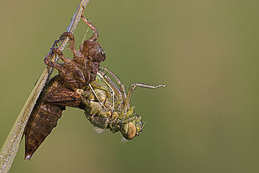 四斑猎蜻,孵化,蜕变,黑森州,德国,欧洲