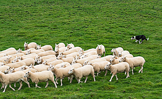 博德牧羊犬,牧羊犬,工作,羊群,坎布里亚,英格兰