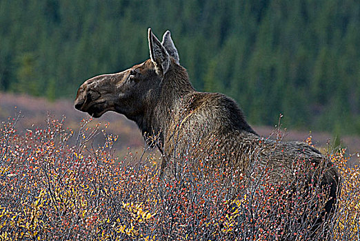 母牛,驼鹿,密集,矮小,桦树,柳树,灌木,德纳里峰国家公园,阿拉斯加,美国