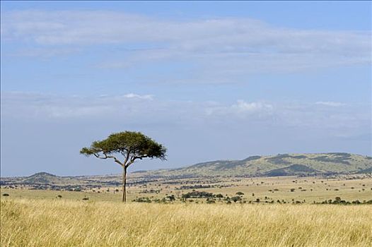 肯尼亚,马赛马拉国家保护区,草原,马赛马拉
