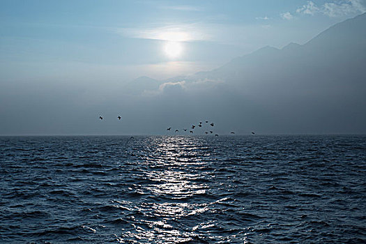 鸟群,飞跃,马焦雷湖,阿尔卑斯山,背景,阿斯科纳,提契诺河,瑞士