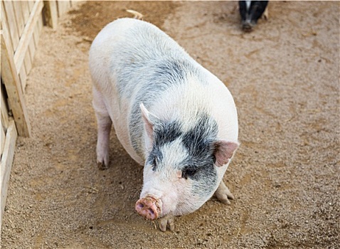 猪,农场