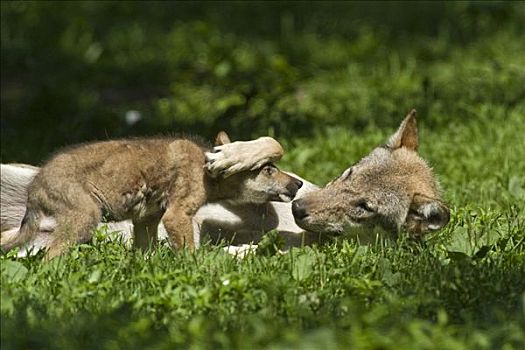 灰狼,狼,成年,玩,动物园,北方,黑森州,德国