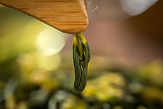 莲子芯茶