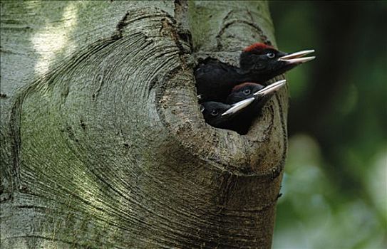 黑啄木鸟,三个,向外看,巢穴