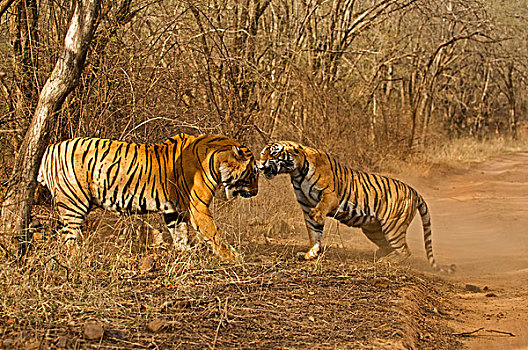 两个,虎,争斗,国家,公园,拉贾斯坦邦,印度