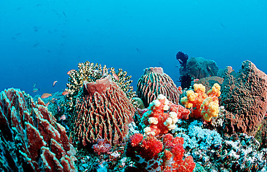 珊瑚礁,科莫多,印度洋,印度尼西亚,东南亚,亚洲