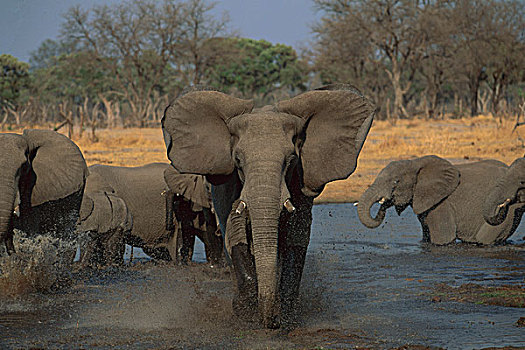 非洲象,女性,莫雷米禁猎区,博茨瓦纳