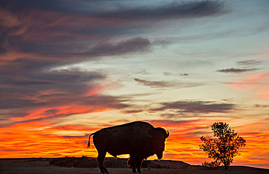 野牛,雄性动物,剪影,日落,西奥多罗斯福国家公园,北达科他,美国