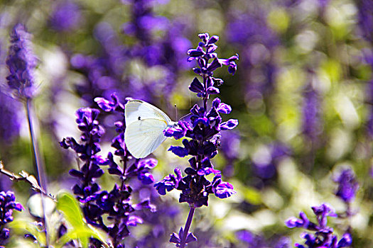 大片的紫色薰衣草和白色蝴蝶