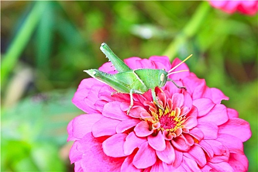 绿色,蝗虫,粉色,百日草