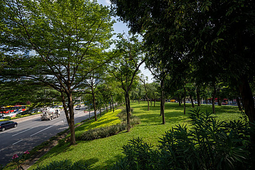 夏天羊城广州科韵路上的绿化树与草地