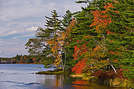 桦树,糖枫,树,边缘,秋天,国家公园,新斯科舍省,加拿大
