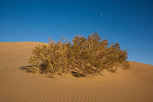 沙丘,沙漠,伊朗
