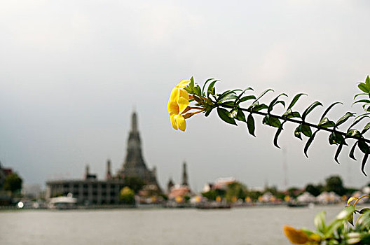 花,正面,曼谷,城市