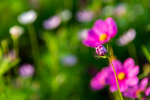 鲜花