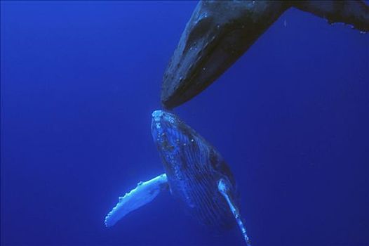驼背鲸,大翅鲸属,鲸鱼,一岁,仰视,母兽,国家,海洋,毛伊岛,夏威夷,提示,照相
