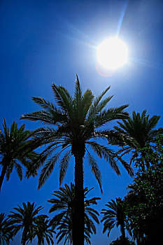 棕榈树,太阳