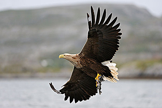 白尾,鹰,海洋,飞行,捕食,挪威,斯堪的纳维亚,欧洲